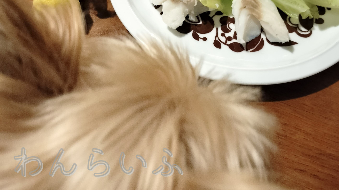 犬が食べないときに試したごはん全部｜食べたフード記録