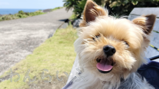 僧帽弁閉鎖不全症のはじまり。わたしが最初にしたこと