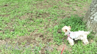 肺水腫になった日のこと