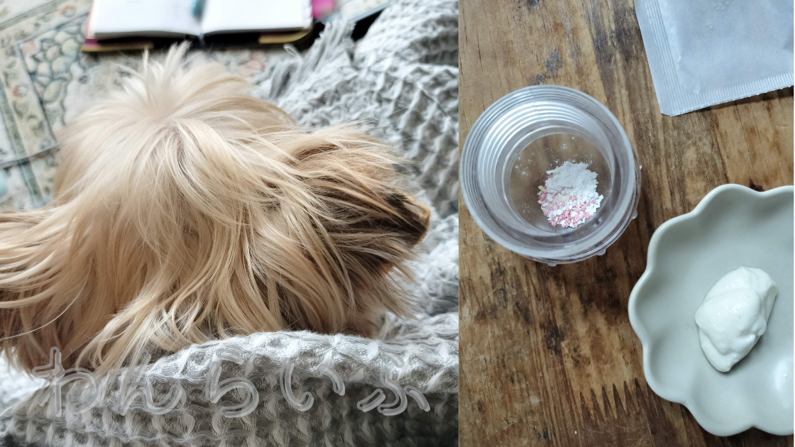 犬の薬の飲ませ方｜嫌がるときに試した工夫とツール